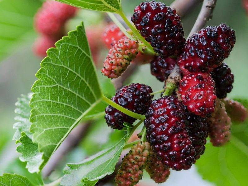 Шелковица купить саженцы из питомнике в Губкине