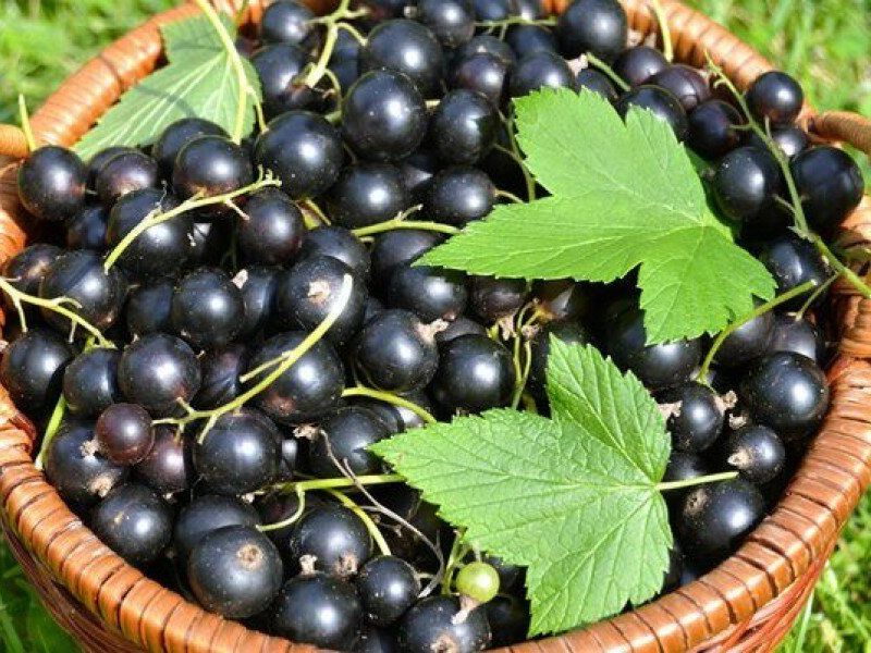 Смородина купить саженцы из питомника в Губкине