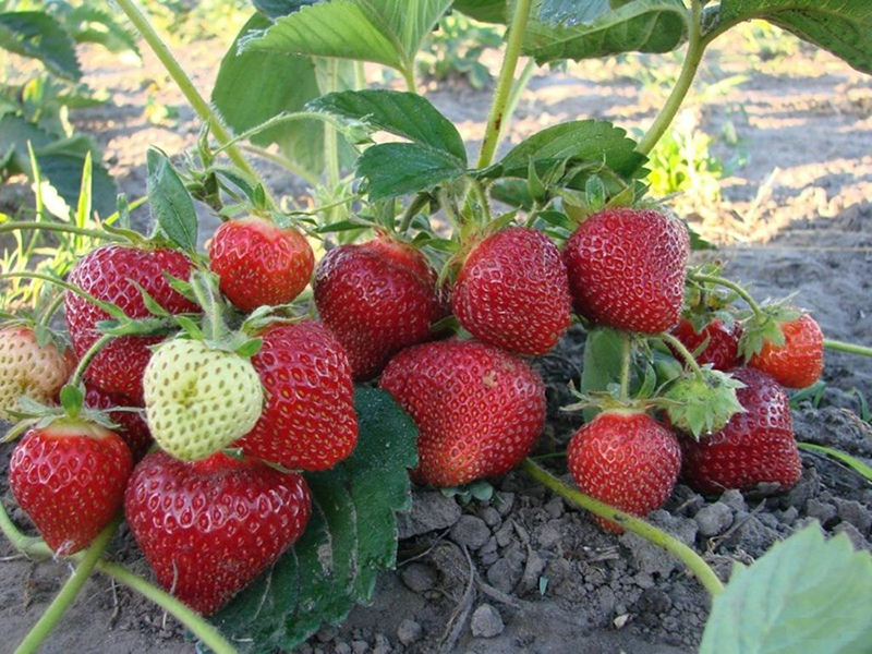 Клубника купить саженцы из питомника в Губкине