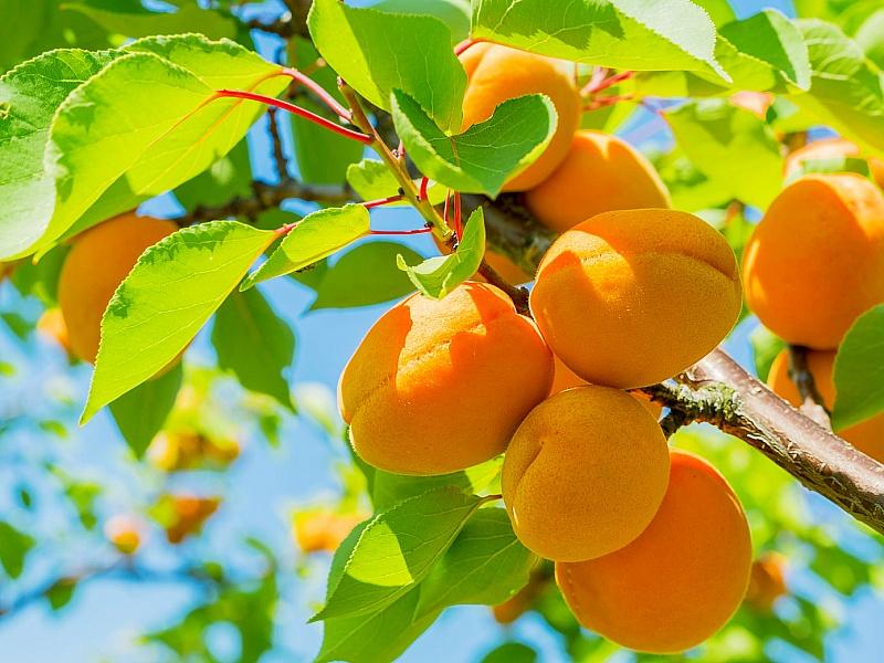 Абрикос купить саженцы из питомнике в Губкине