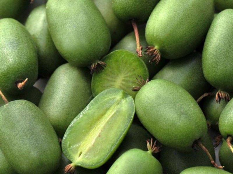 Актинидия купить саженцы из питомнике в Губкине
